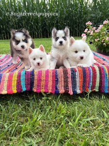 Roxi's new litter